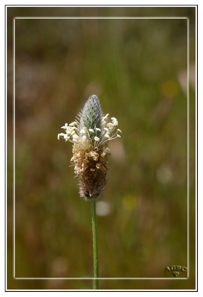 Florecilla del campo