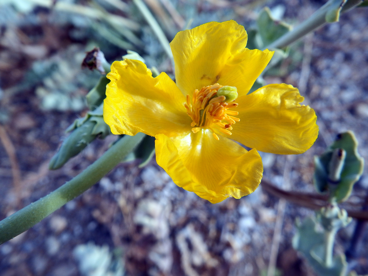 Florecilla del campo