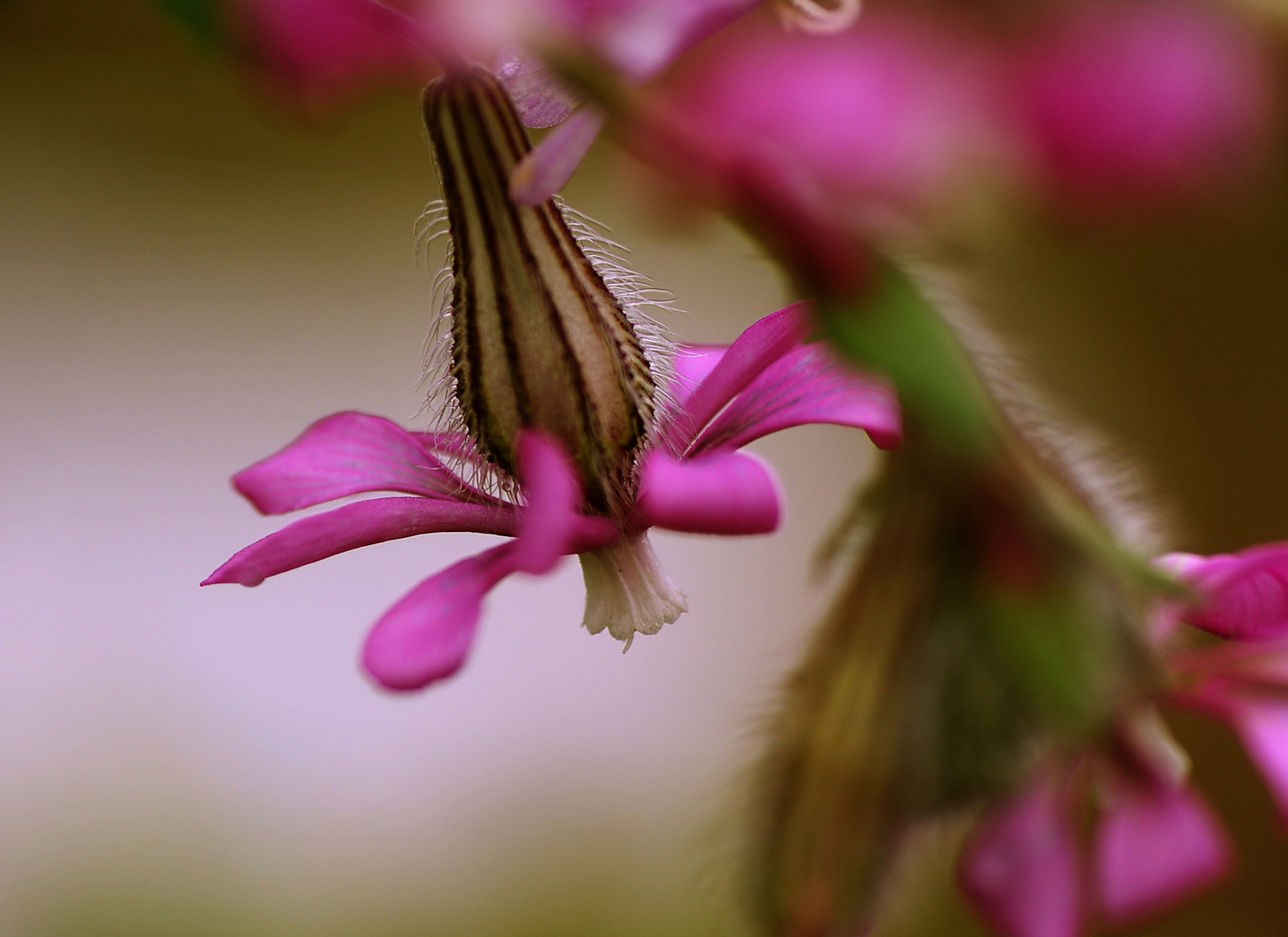 florecilla rosa