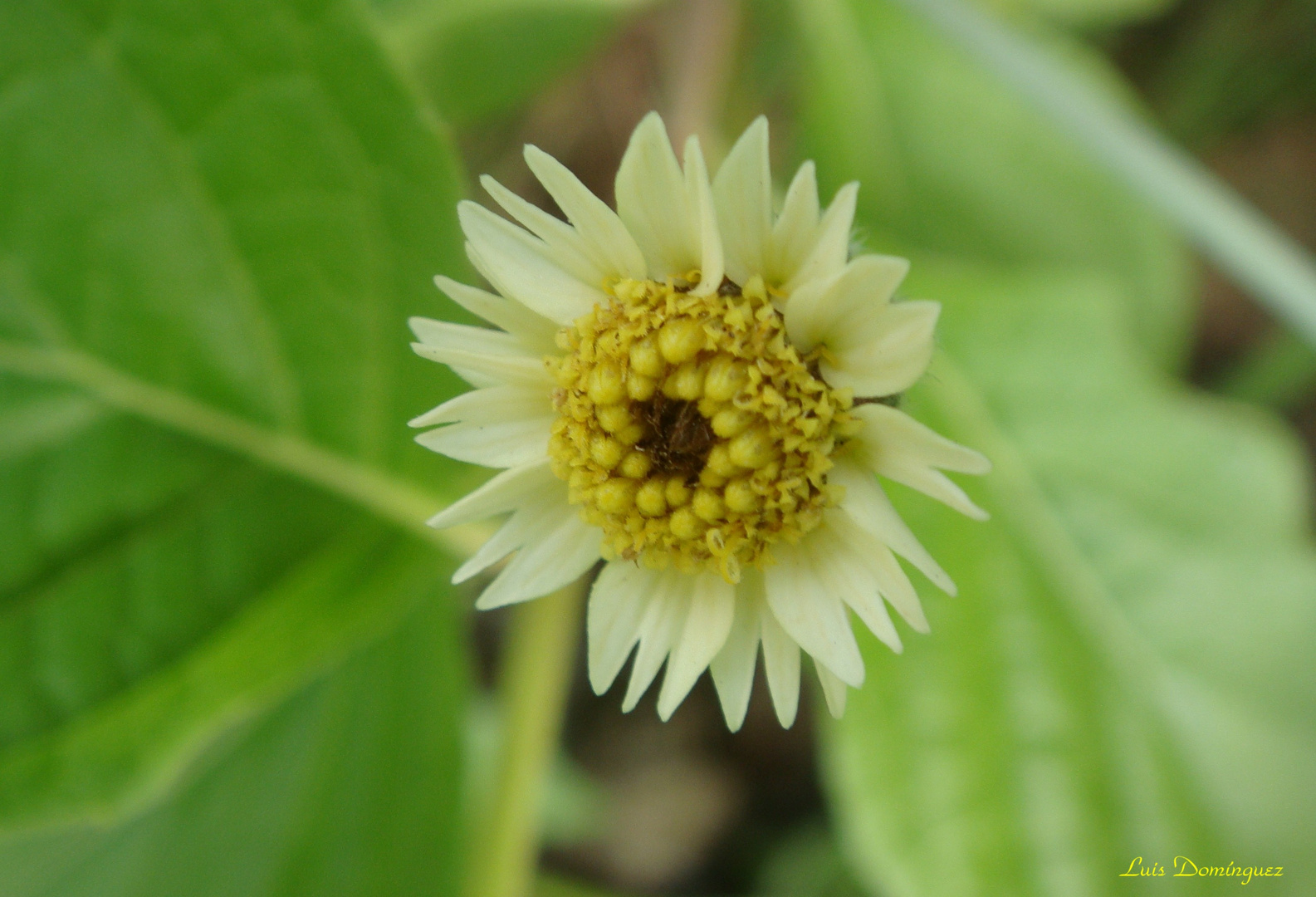 Florecilla Silvestre