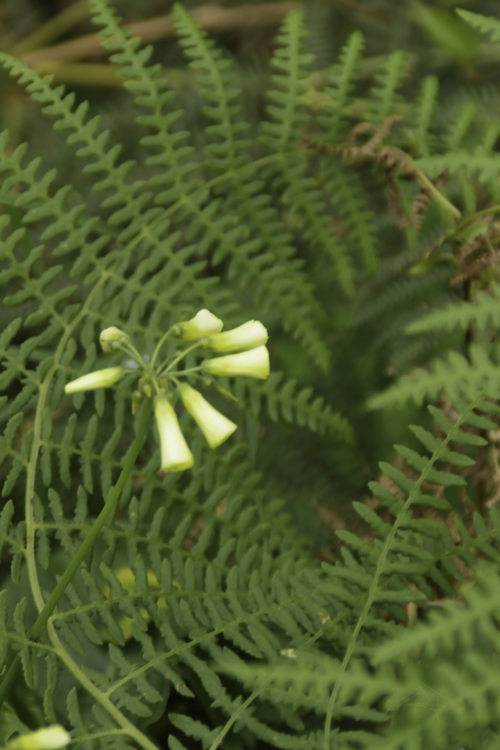 Florecillas