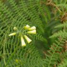 Florecillas