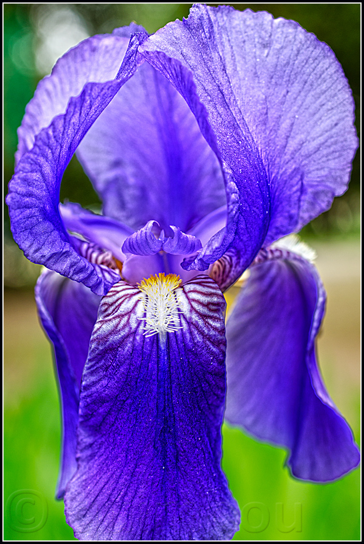 Florecillas.