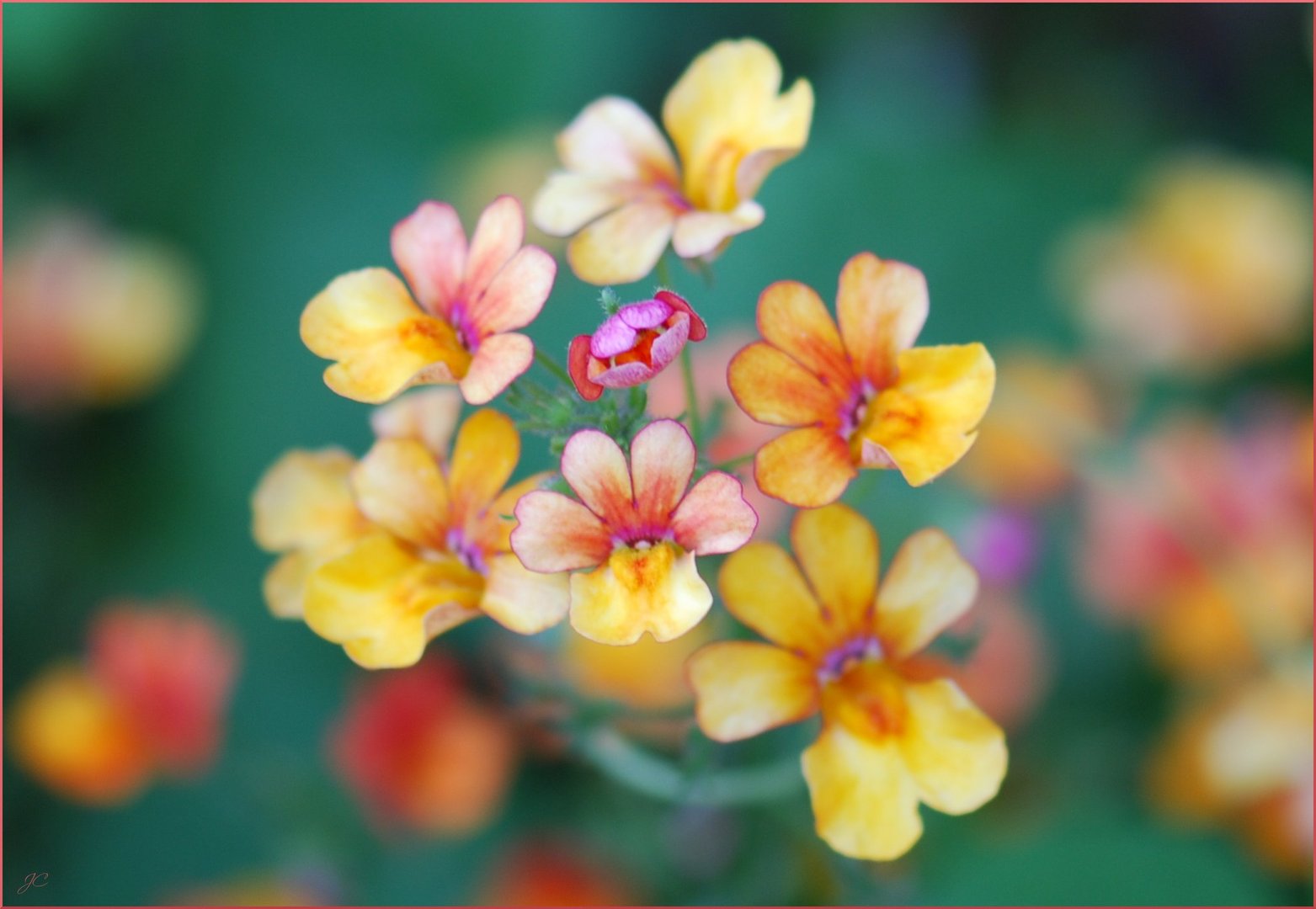 Florecillas