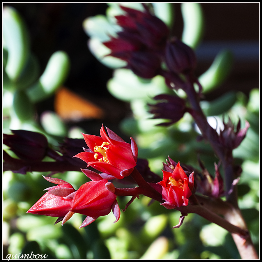 Florecillas.