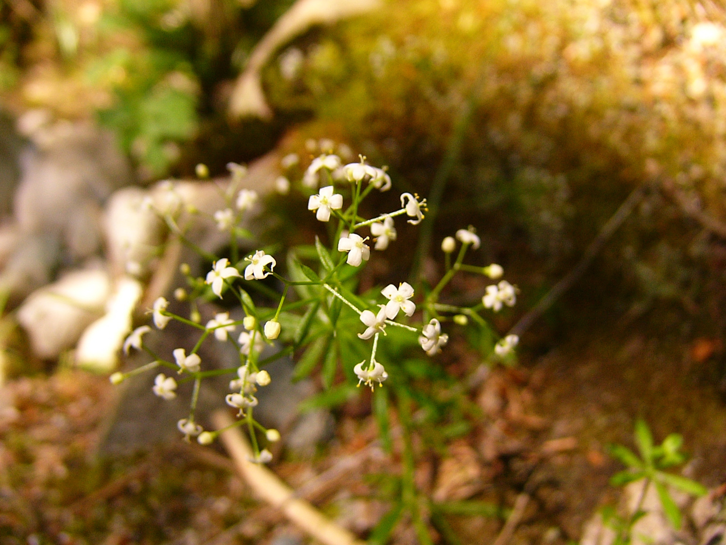 Florecillas