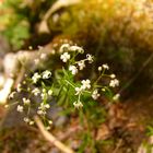 Florecillas