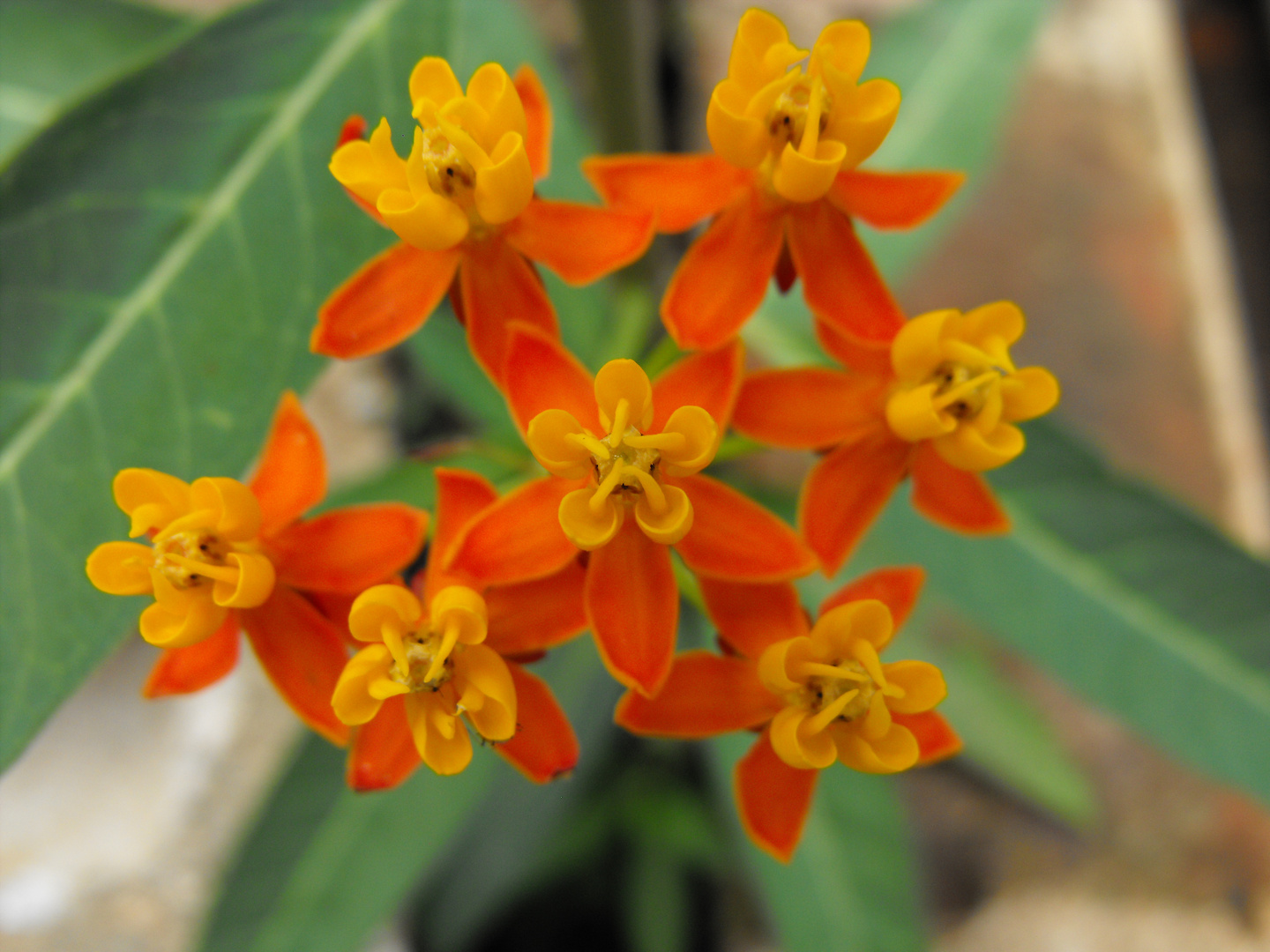 Florecillas