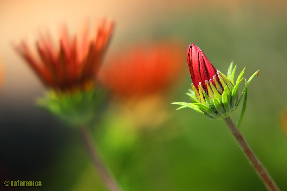 FLORECILLAS