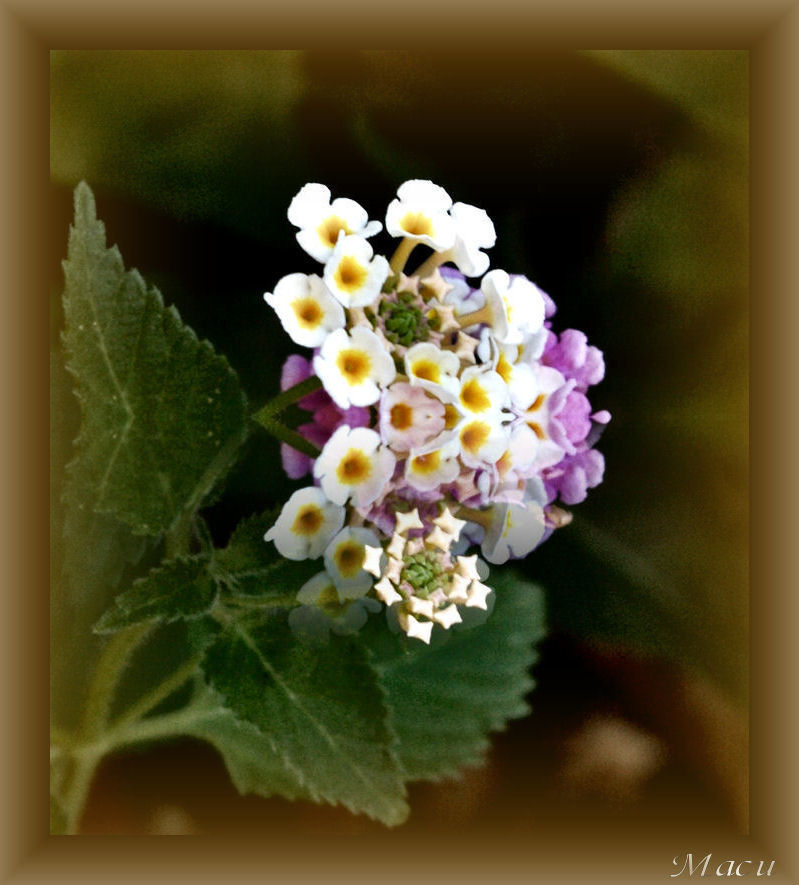 Florecillas