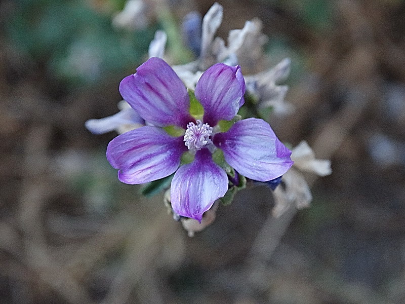 Florecillas del Camino