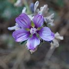 Florecillas del Camino