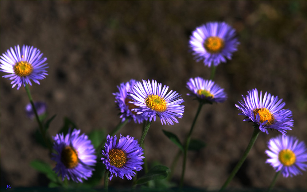 Florecillas del campo