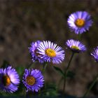 Florecillas del campo