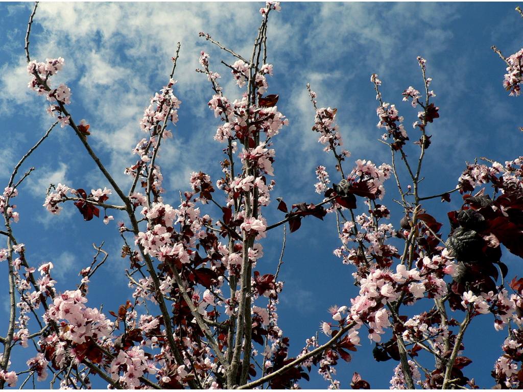 florecillas.