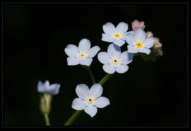 Florecillas de Camilo Margelí 