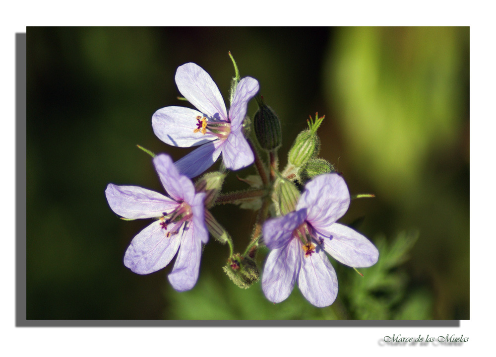 Florecillas pequeñas...2