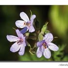 Florecillas pequeñas...2