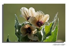 Florecillas pequeñas...3