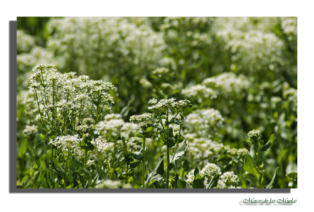 Florecillas pequeñas...4