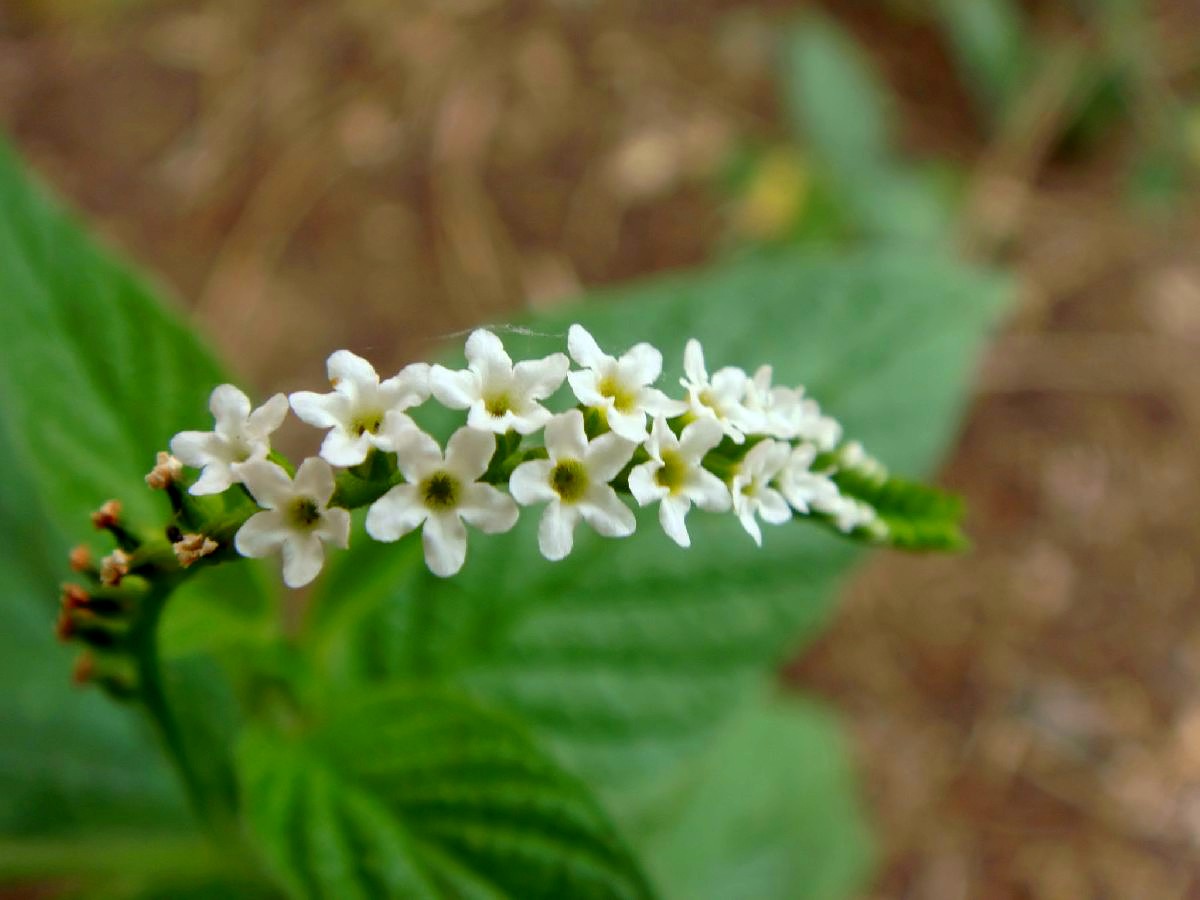 Florecillas Silvestres