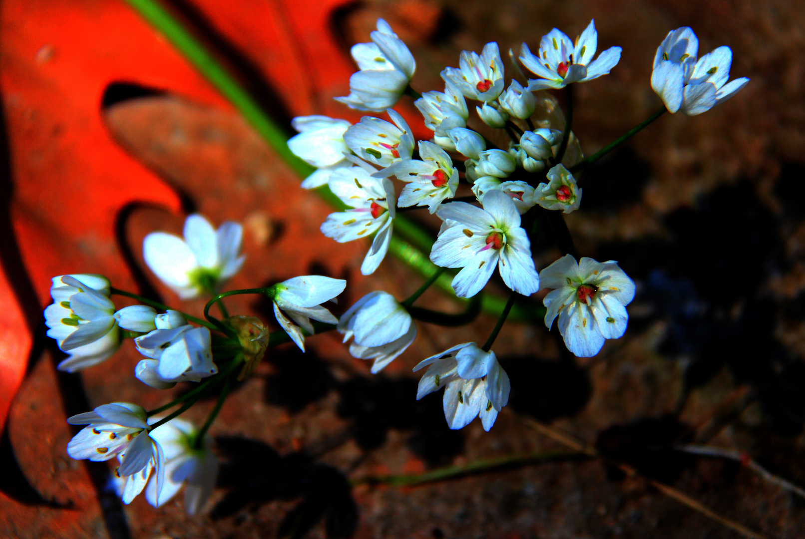 Florecillas silvestres