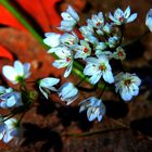 Florecillas silvestres