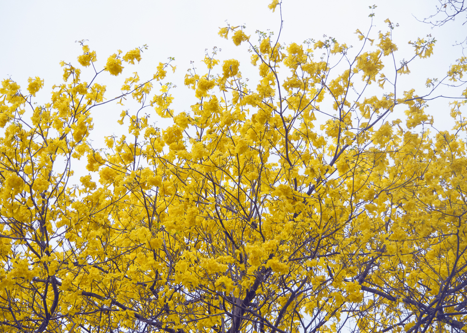 Florecimiento de Guayacanes