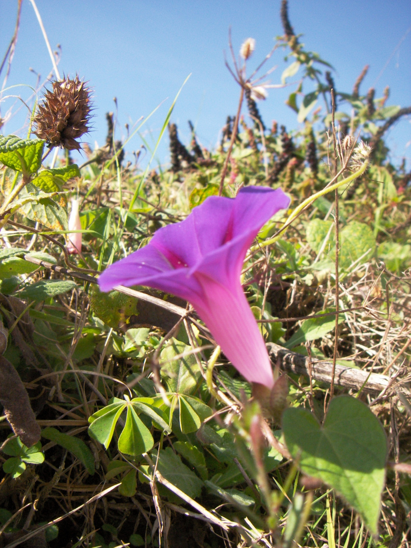 florecita campestre