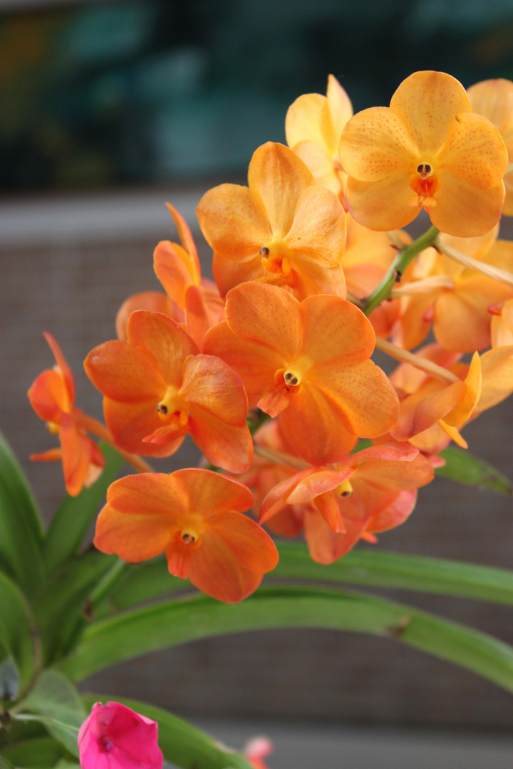 Florecita y sus flores