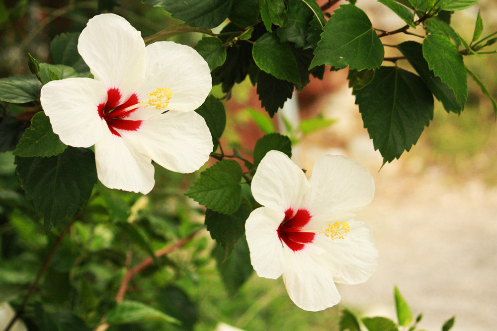 FLORECITAS