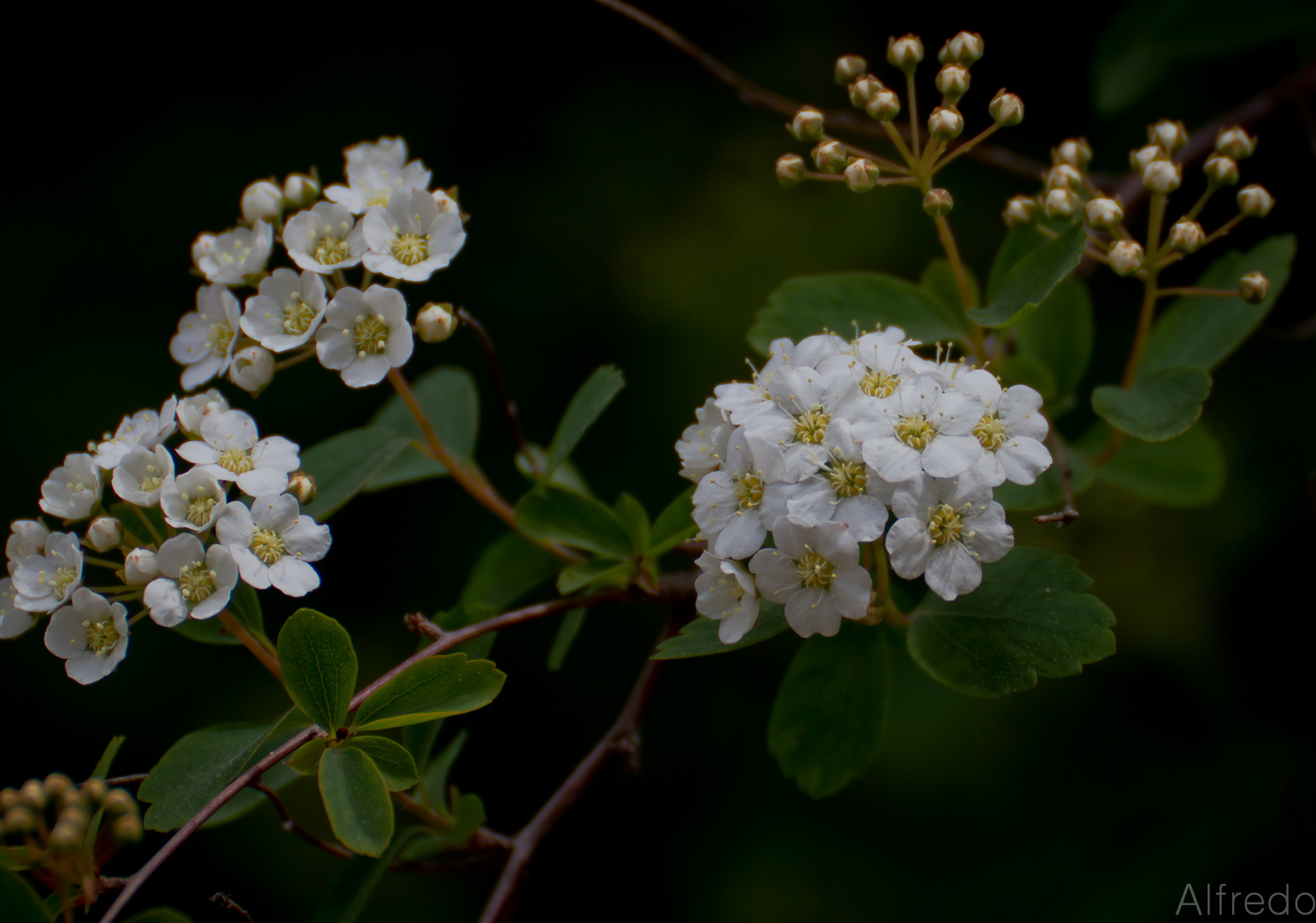 FLORECITAS