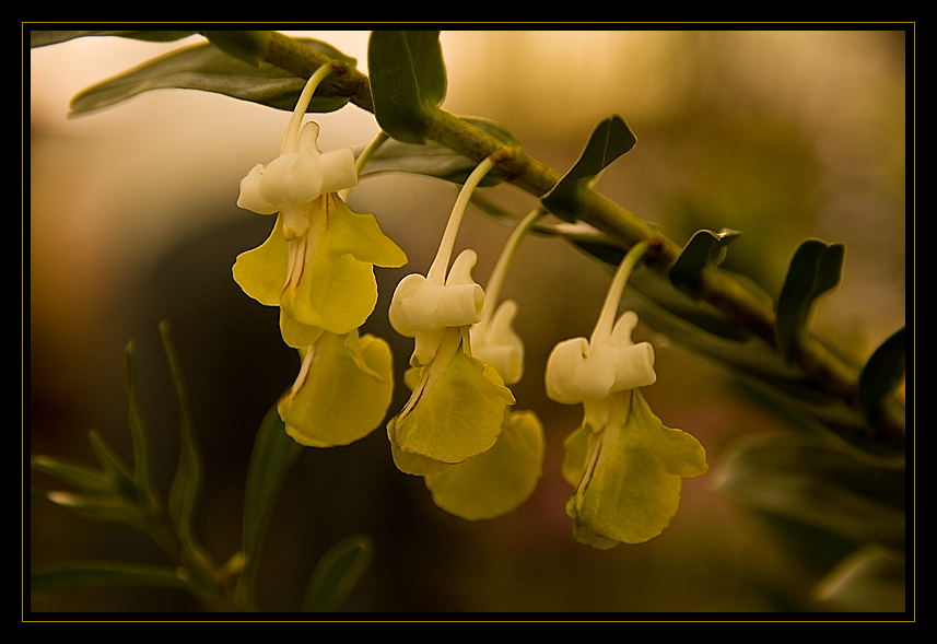 Florecitas amarillas