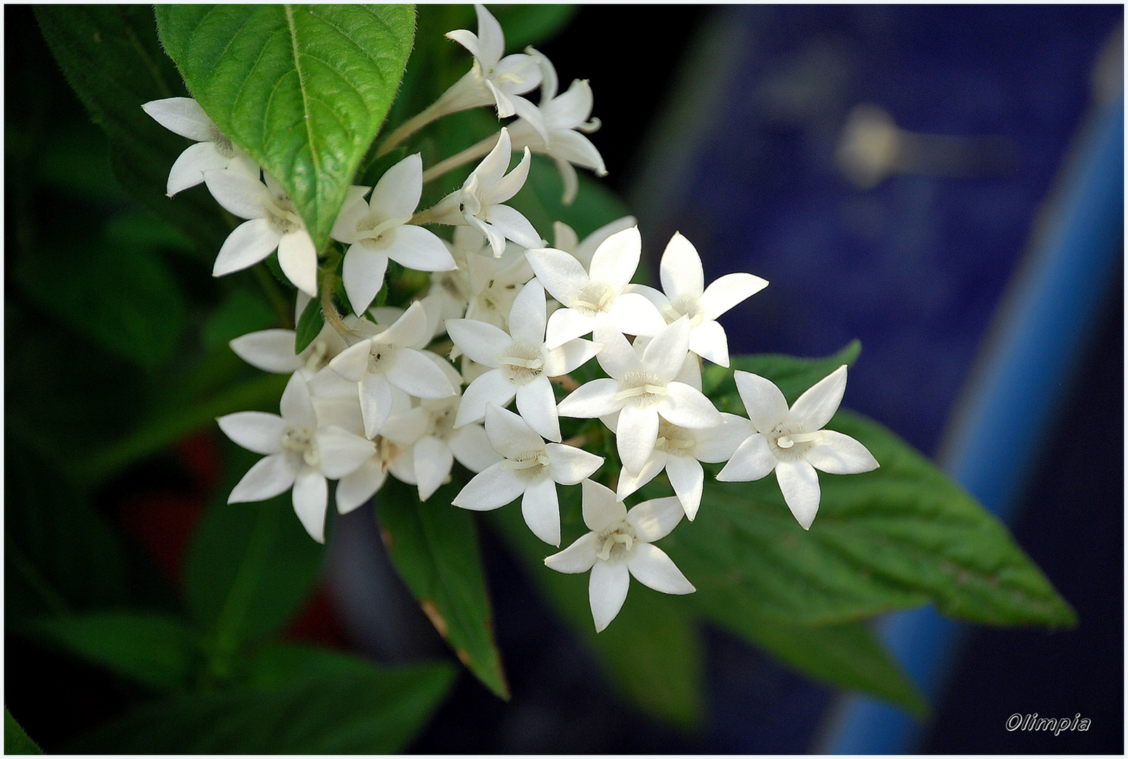 FLORECITAS BLANCAS ...