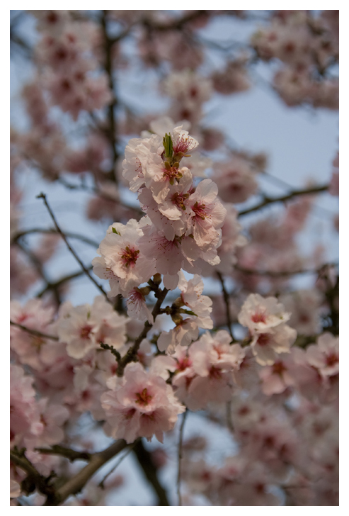 Florecitas rosadas de Almendro