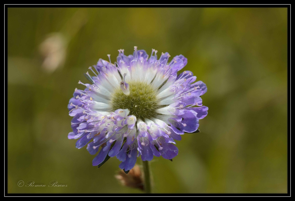 Florem Chrono