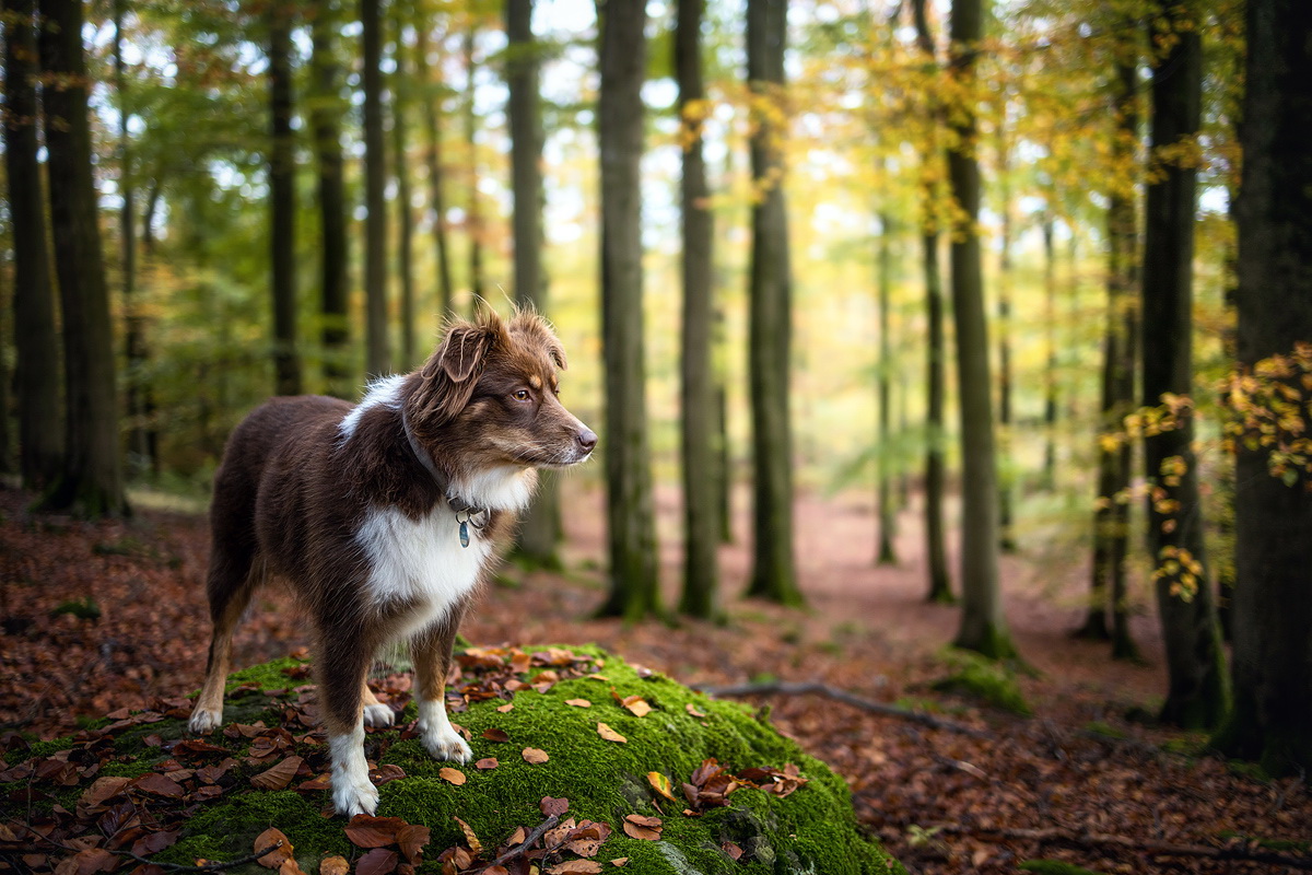 Florentine im Herbstwald :-)