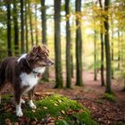 Florentine im Herbstwald :-)