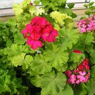 Flores