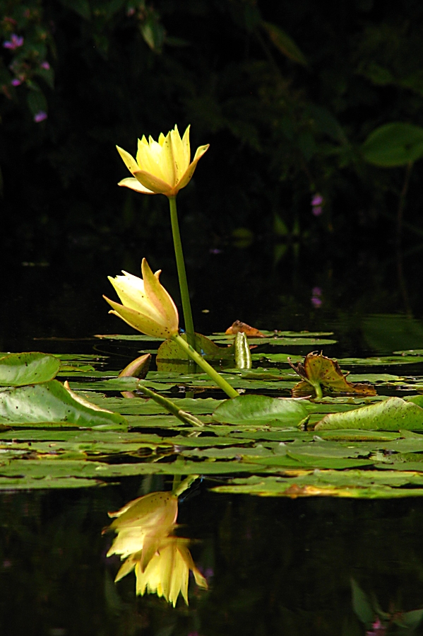 Flores acuáticas