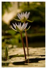 Flores acuáticas