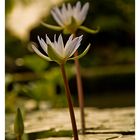 Flores acuáticas