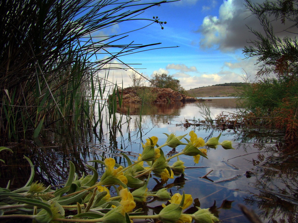 Flores agua y cielo