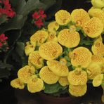 Flores al gusto