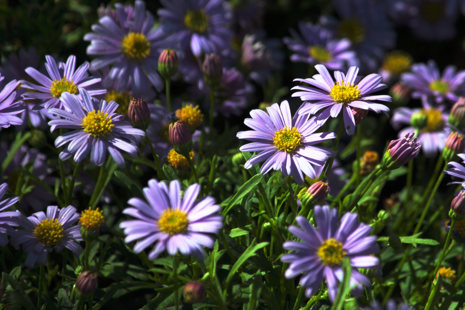 flores al sol