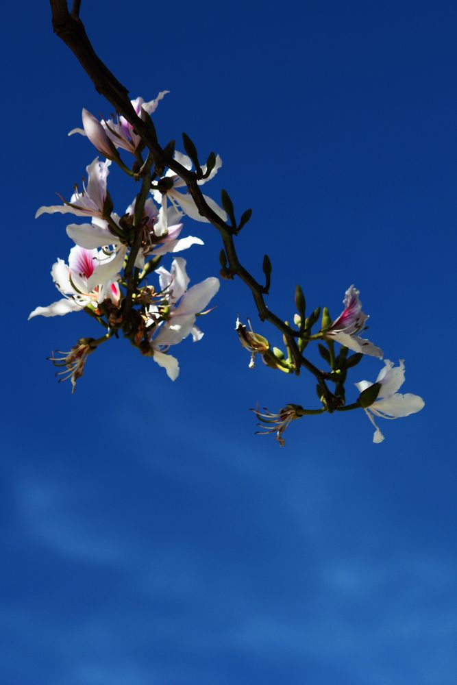 flores al sol 