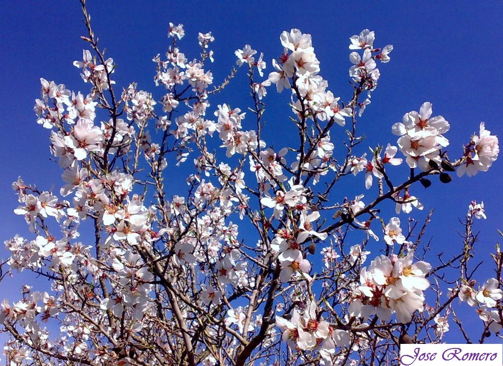 Flores Almendro