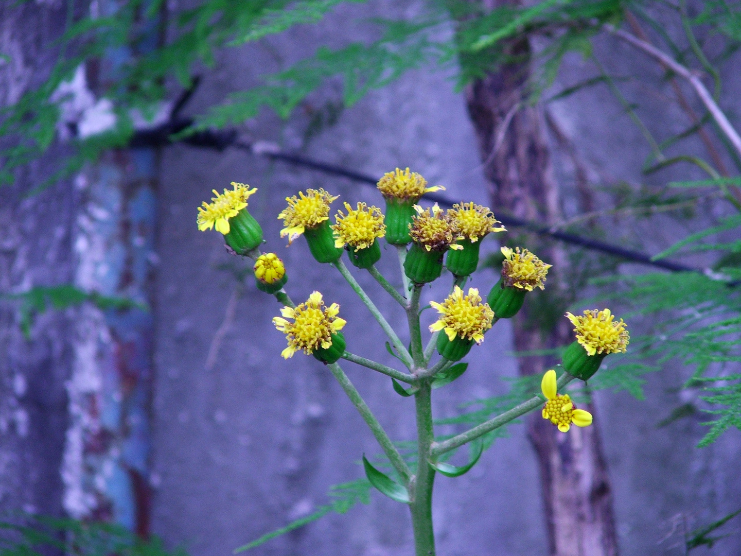 Flores amarillas