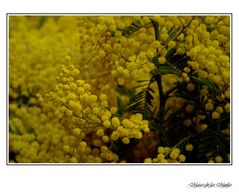 Flores amarillas...