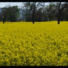 Flores amarillas de primavera